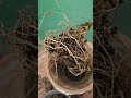Repotting Cordyline