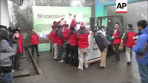 NEW Pandas Tian Tian and Yang Guang begin their journey to new home at Edinburgh Zoo