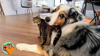Dog Falls In Love With Cats And Turns Into Their Nanny Cuddle Buddies