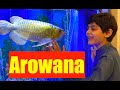 Dragon Fish | Arowana Aquarium | How to Buy Arowana | Rare Arowana Fish | Feeding Arowana goldfish