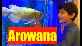 Dragon Fish | Arowana Aquarium | How to Buy Arowana | Rare Arowana Fish | Feeding Arowana goldfish