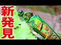 超意外！飼育難関種のタマムシが食べるお手軽な餌とは！？