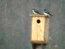 Tree swallows and Eastern bluebird