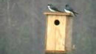 Tree swallows and Eastern bluebird