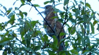 Power KICAUAN  Burung BROWN THRASHER