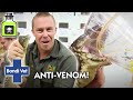Making Anti-Venom From Australia's DEADLIEST SNAKE | Full Episode | Wildlife of Tim Faulkner