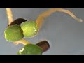 True hyssop seed germination timelapse