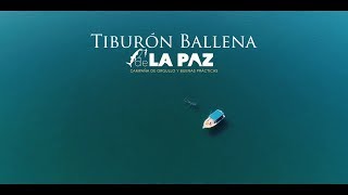 "Tiburon Ballena de La Paz" el Documental #Vívelo
