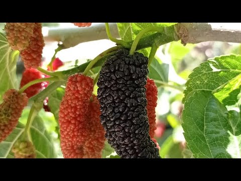 جولة في مزرعه التوت الشامي