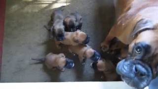 Bachbett Boxer D Litter Pups Discuss Current Politics