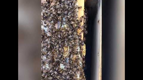 Bee Space Is Important!