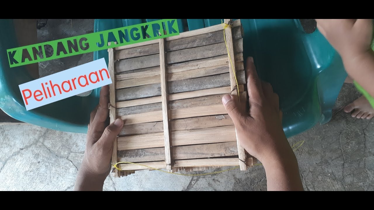 Cara membuat KANDANG JANGKRIK 