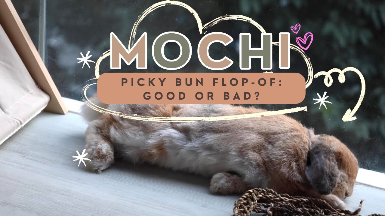 🐰💤Bunny Flop: Good or Bad? - YouTube