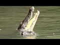 Wild Crocodiles & Sungei Buloh Wetland Reserve: Singapore Nature 2020