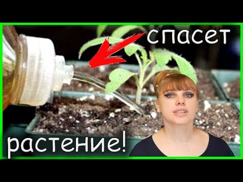 Как оживить ПОГИБАЮЩЕЕ комнатное РАСТЕНИЕ?!