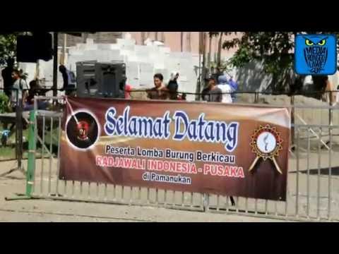hobi-burung-:-pusaka-cup---launching-radjawali-indonesia---pamanukan-subang