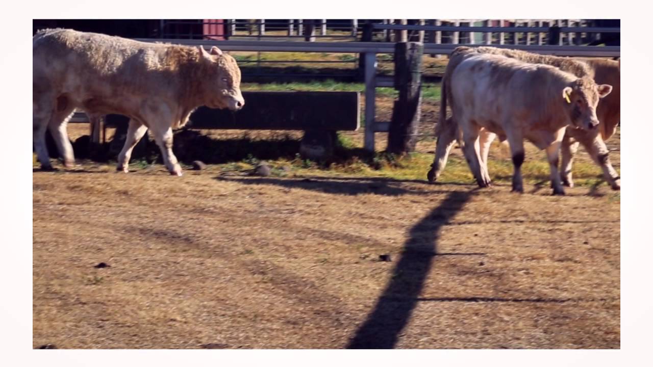 Livestock Identification