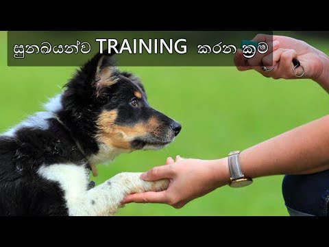 Tips To Train Dogs Sinhala| සුනඛයන්ව Train කරන ක්‍රම