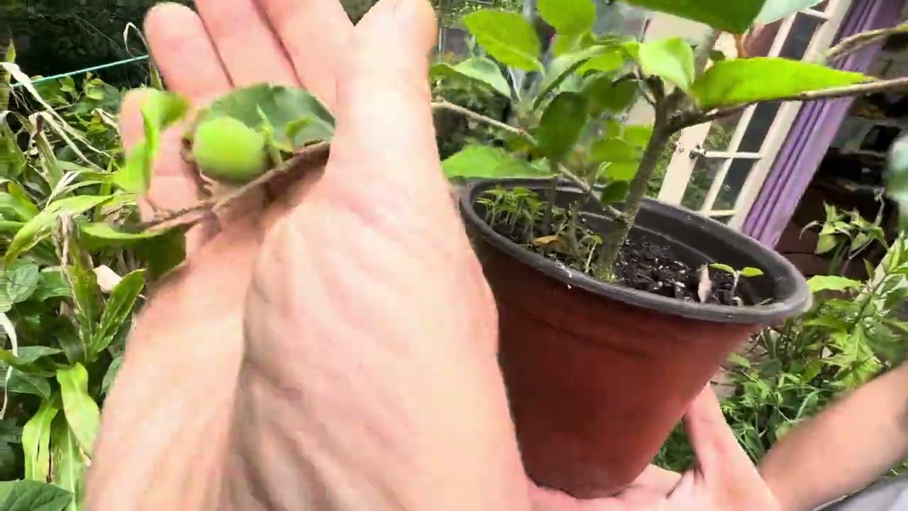 Ketembilla bonsai -with a small fruit.