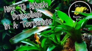 How To Attach Bromeliads In A Terrarium - Cuban Knight Anole Bioactive Setup
