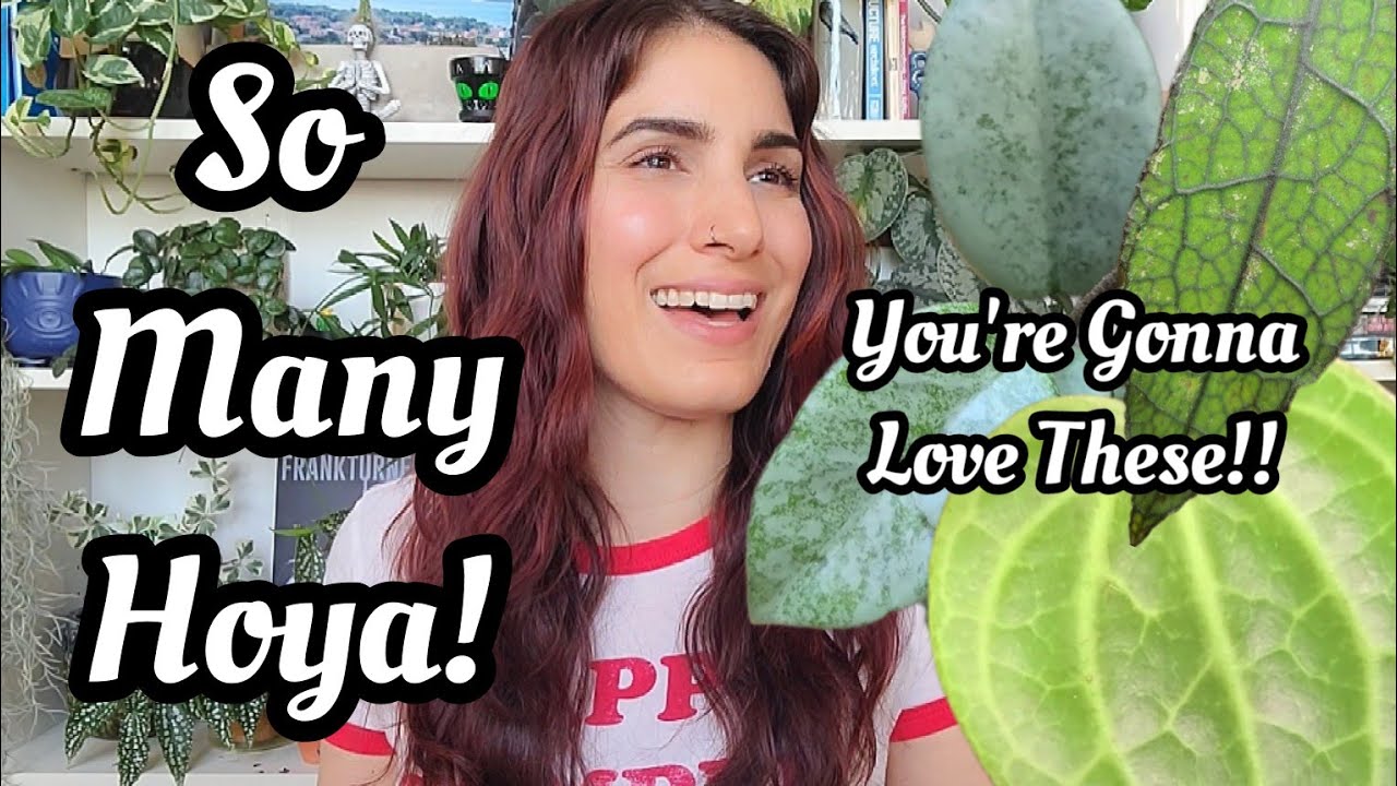 Hoya that will make you fall in love!! 😍 10 categories & lots of Hoya for everyone!! 🌿✌🏼