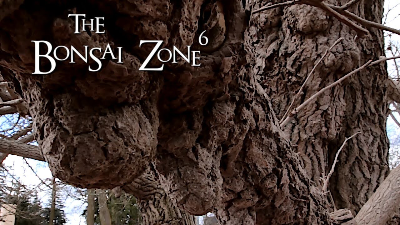 Starting a Ginkgo Bonsai, The Bonsai Zone, April 2019