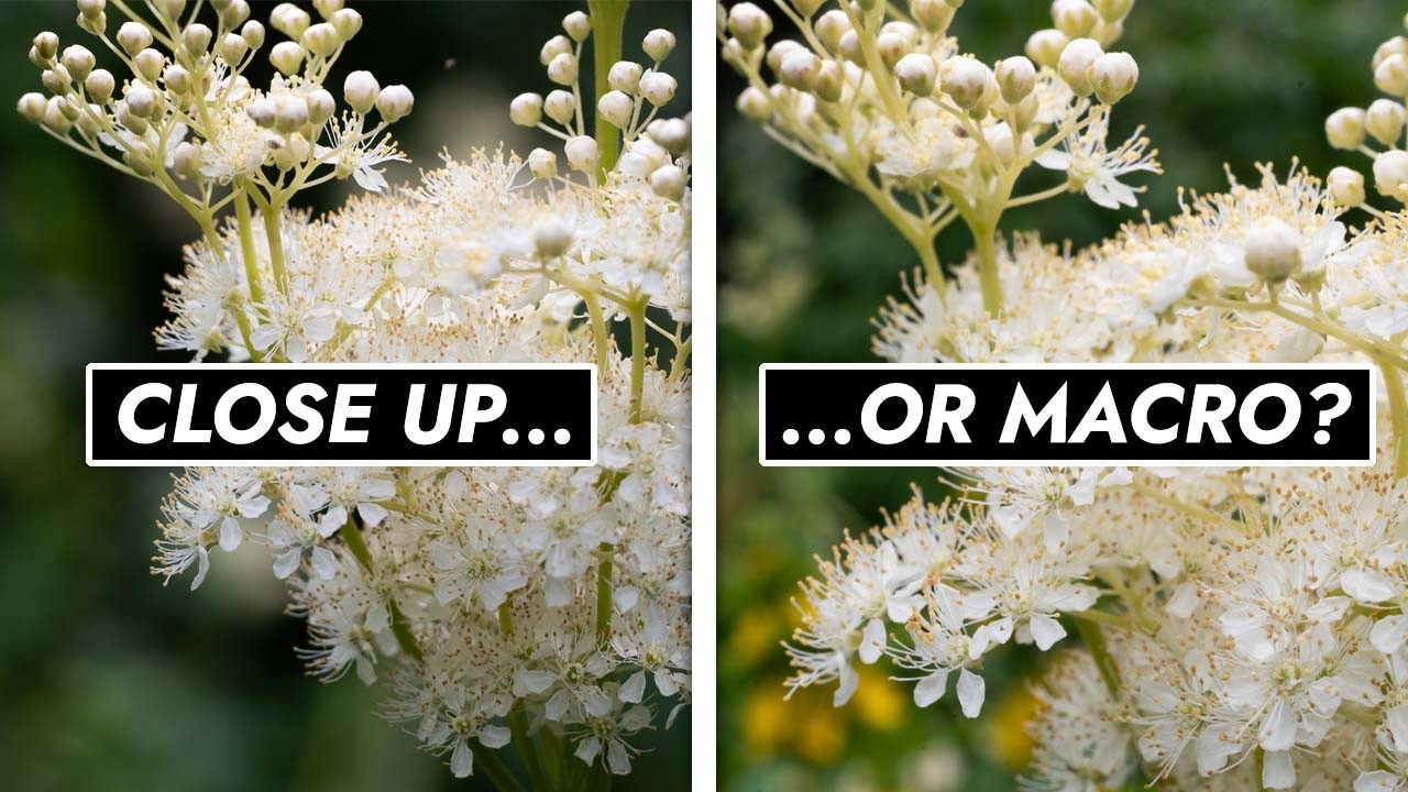 Close Up or Macro? What's The Difference?