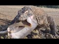 O dragão de Komodo comendo tudo à vista