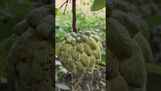 desi anura#desi chhori#desi life 🔥#short #viral