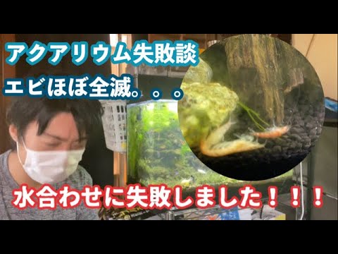 アクアリウム失敗 水合わせに失敗してミナミヌマエビがほぼ全滅 僕の失敗談を全て話ます Youtube