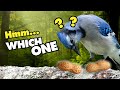 5 weird and funny things blue jays do