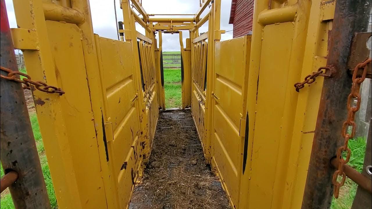 Cattle Bud Box Setup 2021 YouTube