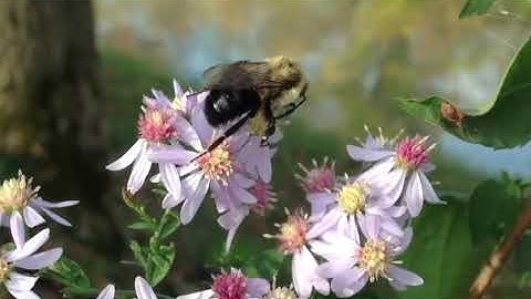 سورة " النحل " كاملة بصوت القارئ حاتم فريد