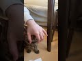 瀕死の猫に強制的にご飯をあげ続けてみた結果 #保護猫 #野良猫