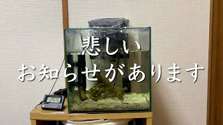 【事故で全滅】悲しいおしらせがあります/カクレクマノミ