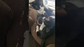 Felix & Figaro From Hugs To Wrestle Mania Viral