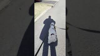 Cute Dogs Walking Tandem| Ember The English Springer Spaniel #shorts