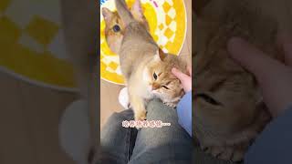 Decode Your Cat's Emotions: The Tail's Secret Language