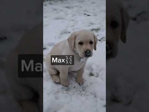 Video: Grandes nombres para los cachorros de labrador