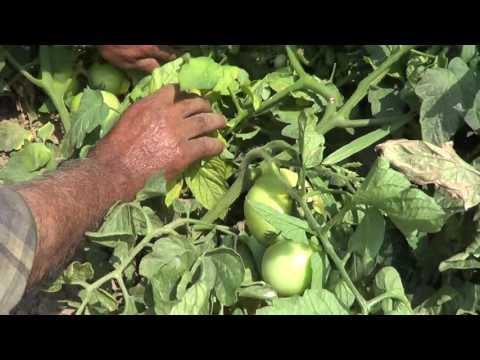 Video: Domates Oluşumu. Domates Hastalığıyla Mücadele Edin