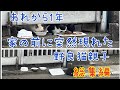 [野良猫から家猫へ] あれから1年　家族全員の保護から現在に至るまで 総集編　　　　　One year to protect stray cat parents and children