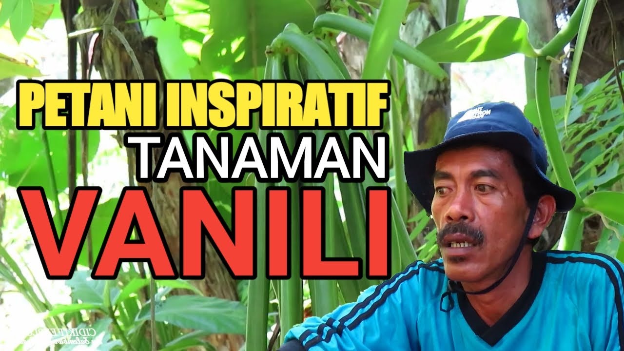 Budidaya Vanili di Lahan Sempit 