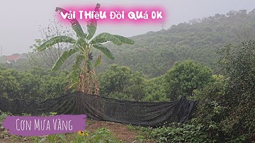 CƠN MƯA VÀNG  CHO VẢI THIỀU VÀ CÂY TÁO KIM ĐÀO MẬT I NÚI ĐỒI LỤC