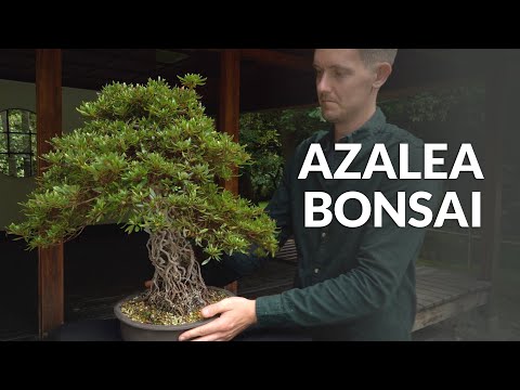 Video: Japannese Azalea. Azalea Japanese: plant en versorging