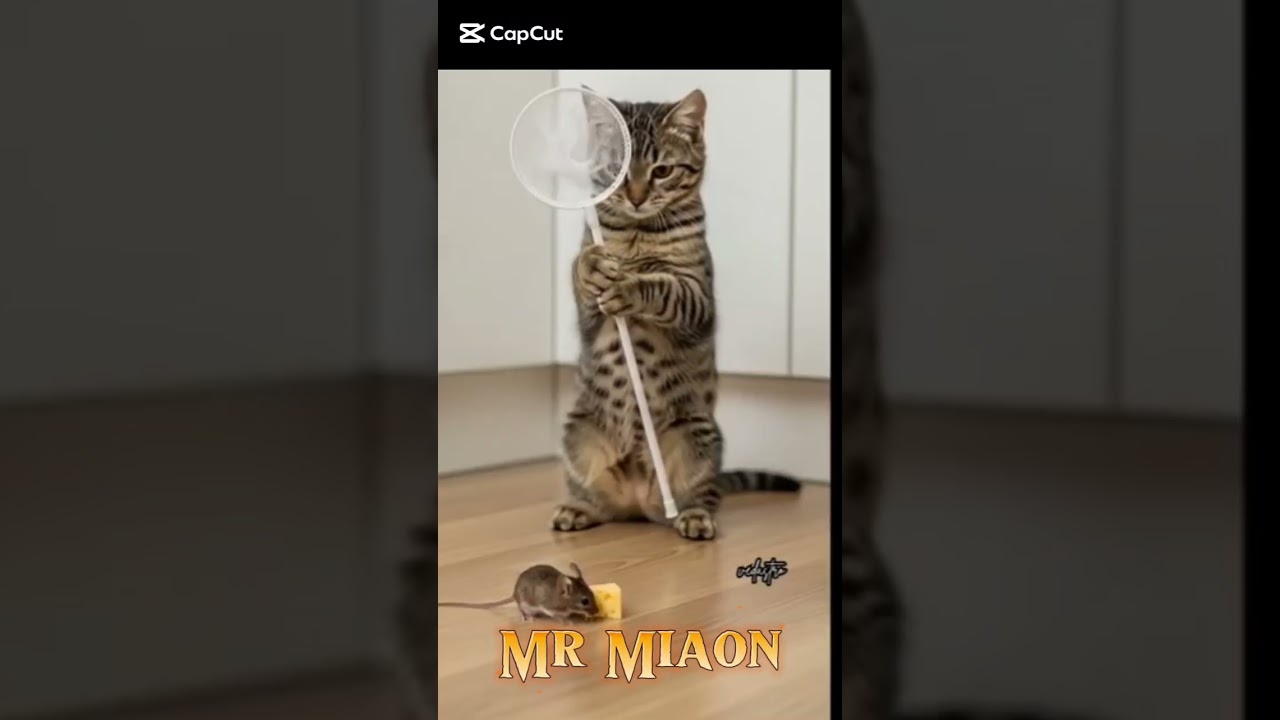 mr miko 2.0:Mr Miao: The Rise of the Internet Sensation! vedio_अच्छा_लगेगा_तो_लाइक_सब्सक्राइब_कर.