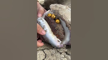 Found Perfect Gold Pearl In Giant Shell Secret Soil