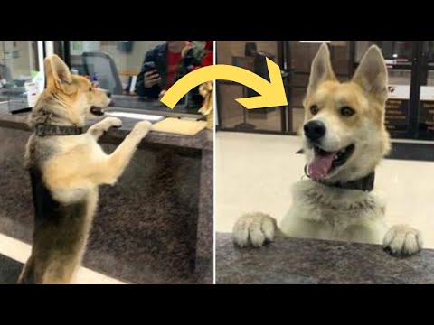 Clever Dog Walks Into Police Station to Report Himself Missing