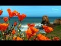 Zen ocean waves  wild flowers  californias coast  relaxation meditation mindfulness