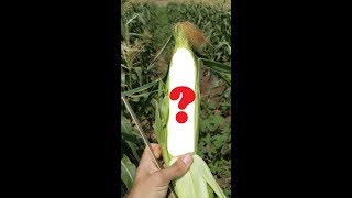 Необычная и очень вкусная Кукуруза Либертон F1 от Agri Saaten.