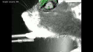 Mouse Eye Tracking with OpenCV